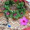 Hawaiian Plumeria Flower Hair Accessories Green flower beach crown Pink Tropical Floral Headpiece (hot pink flower, M)